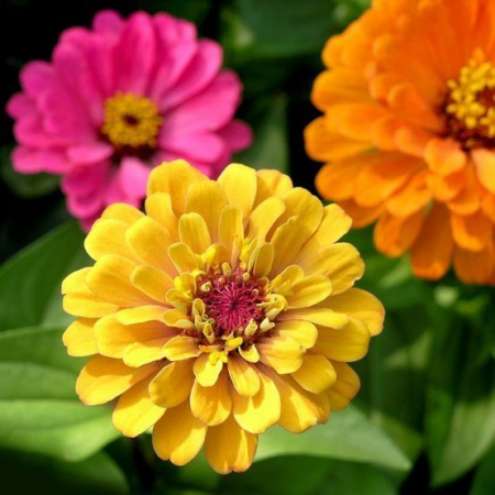 Молд силиконовый (вайнер) Бутон Циния (диам.55 мм) Молд силиконовый (вайнер) Бутон Циния (диам.55 мм)