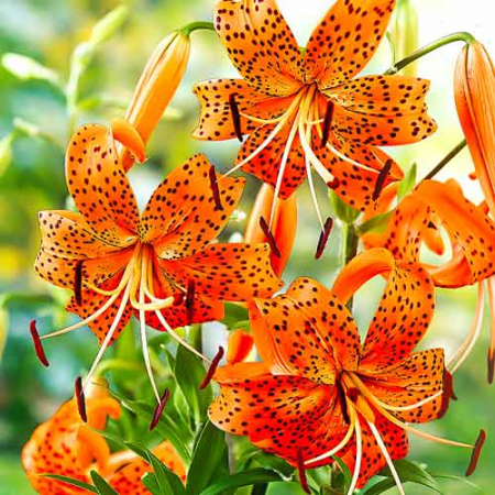 Молд силиконовый (вайнер) лепесток Лилии большой, комплект 2 шт (95•40 мм) fsl-007 Молд силиконовый (вайнер) лепесток Лилии большой, комплект 2 шт (95•40 мм) fsl-007