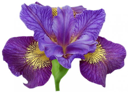 Молд силиконовый (вайнер) лепесток Ириса большой, комплект 2 шт (80•50 мм) fsl-049 Молд силиконовый (вайнер) лепесток Ириса большой, комплект 2 шт (80•50 мм) fsl-049